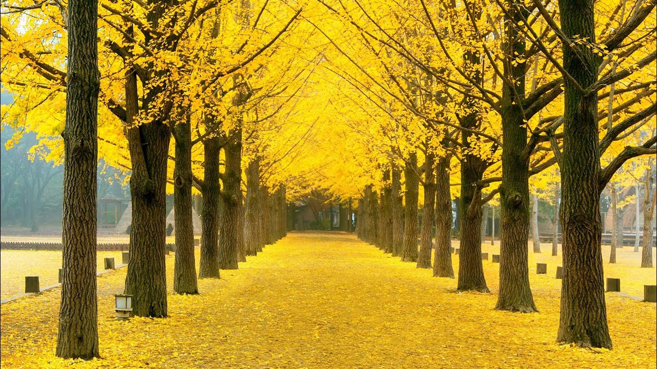 Yellow Spring Road